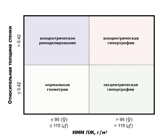 Гипертрофия и ремоделирование миокарда левого желудочка